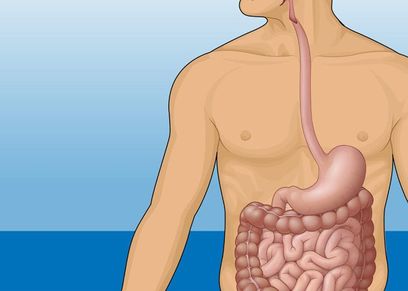 7 حقائق مدهشة عن الأمعاء التي تعتبر 
