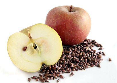 بذور التفاح