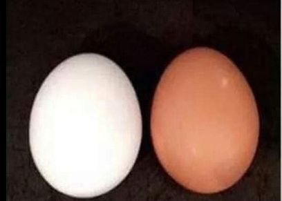 الفرق بين البيض الأحمر  والأبيض