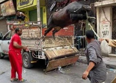 فيديوهات هروب العجول