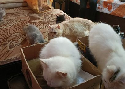 مبروك عطية يتحدث عن تربية القطط- أرشيفية