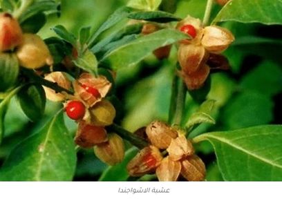 عشبة الأشجواندا