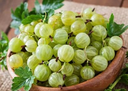 عنب الثعلب الهندي