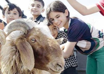 أخطاء شائعة قبل الذبح تتسبب في أمراض خطيرة للأطفال