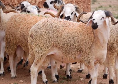 خروف العيد