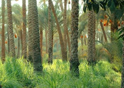 صور كريم أثناء حصاد البلح