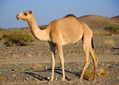 أفضل قطعة لحم في الجمل