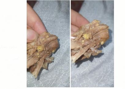 قطعة لحم