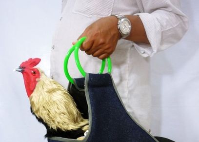 أنفلونزا الطيور