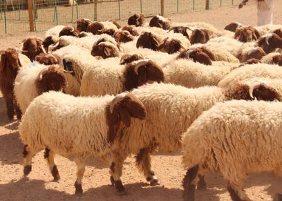 صورة أرشيفية