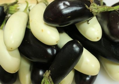 الباذنجان