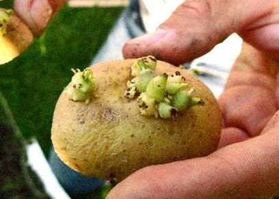 طبيب يحذر من هذا النوع من البطاطس: تسبب التسمم