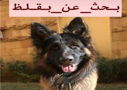بالصور|