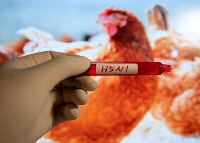 إنفلونزا الطيور H5N1