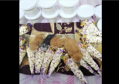 سبوع القطة تونا