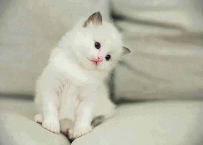 قطة