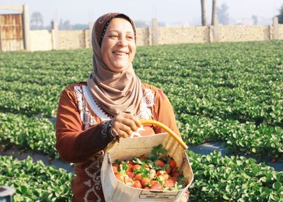 حصاد الفراولة