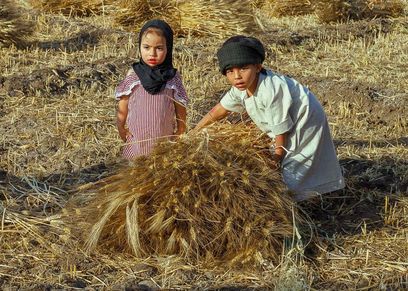 الأطفال في موسم حصاد القمح