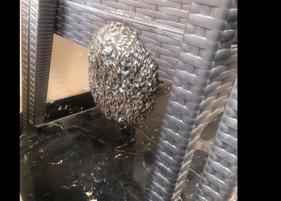 دبابير التجمع