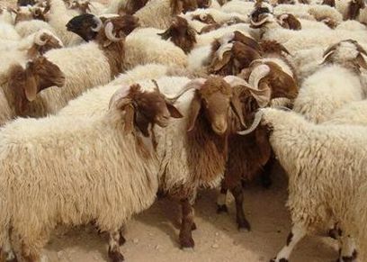 طريقة صنع السمن من لية الخروف
