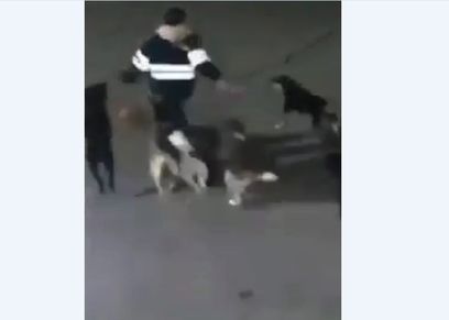 لحظة هجوم الكلاب على الطبيبة البيطرية