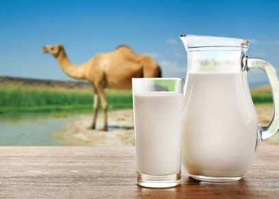 فوائد حليب الإبل للصحة