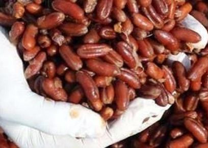 نواة التمر