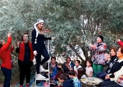 سيدات فلسطين أثناء جمع الزيتون