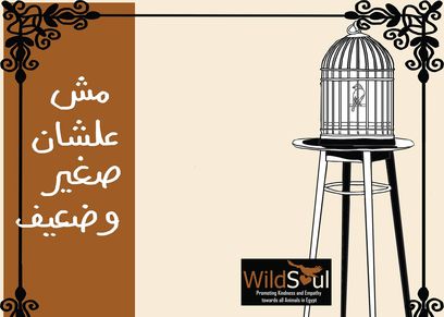 مبادرة ارواح حرة للحفاظ على الحيوان