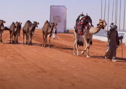 الناقات بالمسابقة