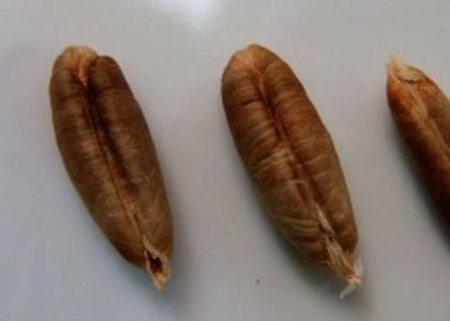 نواة البلح