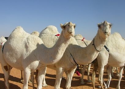لحم الإبل