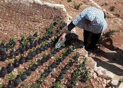 فلسطينية تزرع القنابل ورود