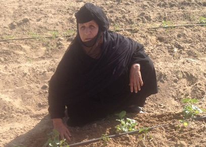  ألمظ أبو السعود في أثناء عملها بالأرض الزراعية