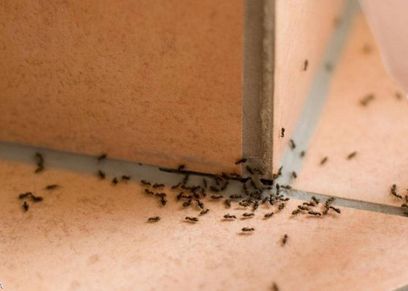 طرق التخلص من النمل نهائيا