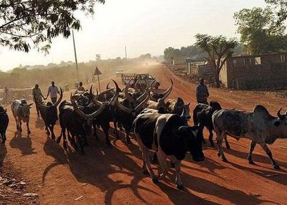 قصة مقتل فتاة سودانية على يد أشقائها.. رفضت الزواج ومهر 40 بقرة