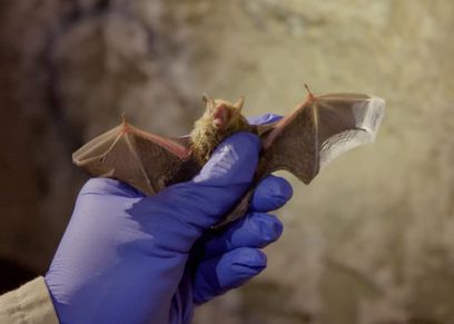 مرض فتاك بسبب الخفاش