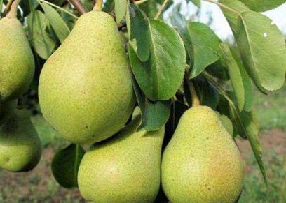 ثمرة كمثرة