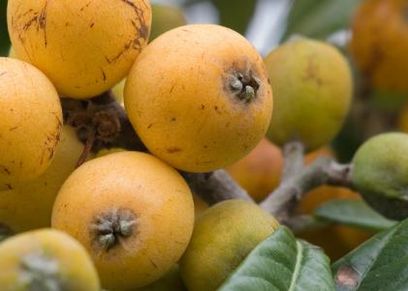 5 فوائد صحية من تناول فاكهة الأكيدنيا