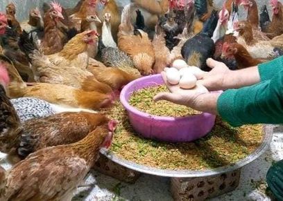 تربية الدواجن في المنزل