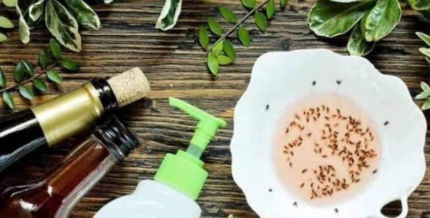 التخلص من الناموس بالخل
