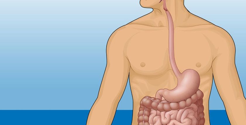 7 حقائق مدهشة عن الأمعاء التي تعتبر 