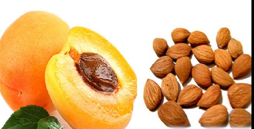 بذور المشمش