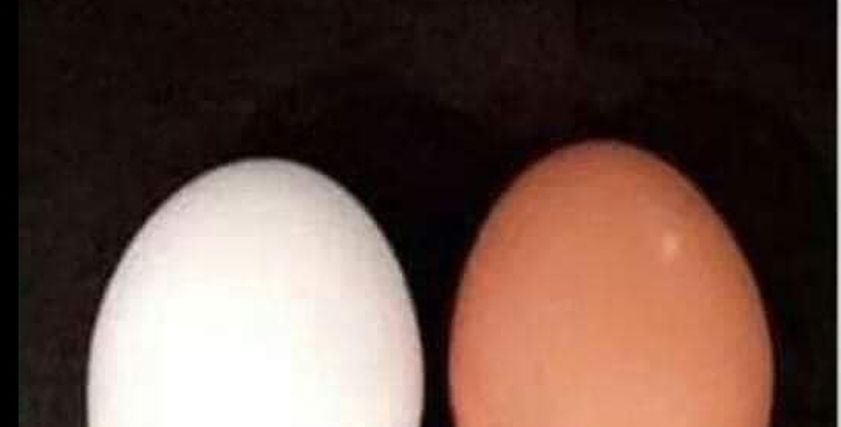 الفرق بين البيض الأحمر  والأبيض