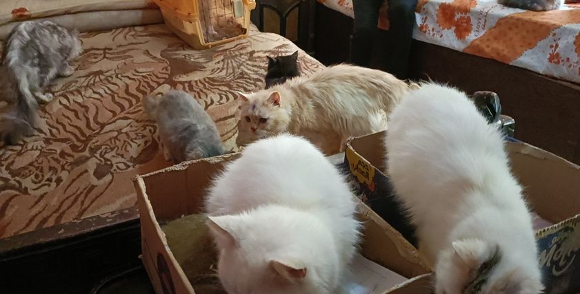 مبروك عطية يتحدث عن تربية القطط- أرشيفية
