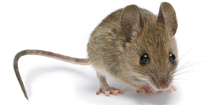 عقب وفاة شاب بالبساتين بسببه.. طرق اقتصادية للتخلص من الفئران بالمنزل