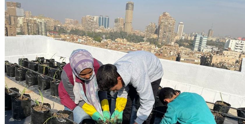 زراعة الأسطح