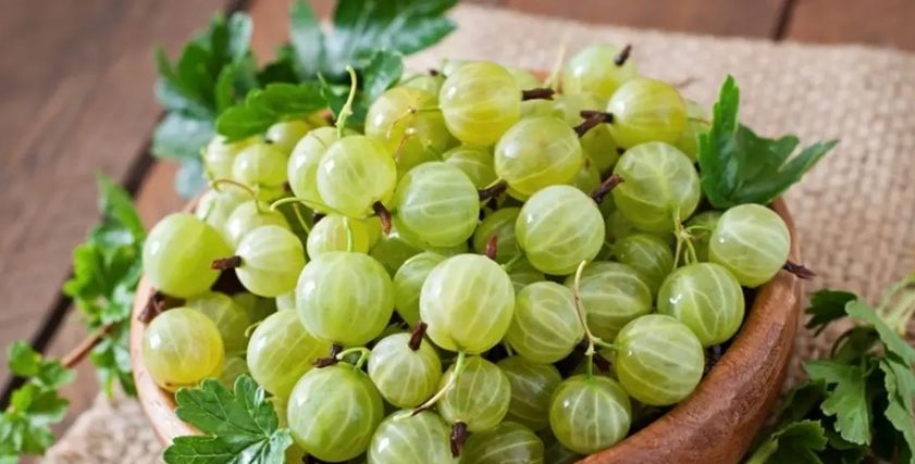عنب الثعلب الهندي