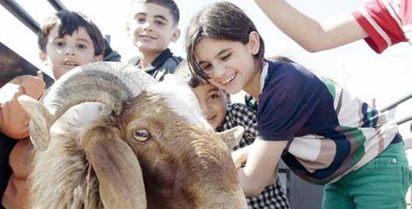 أخطاء شائعة قبل الذبح تتسبب في أمراض خطيرة للأطفال