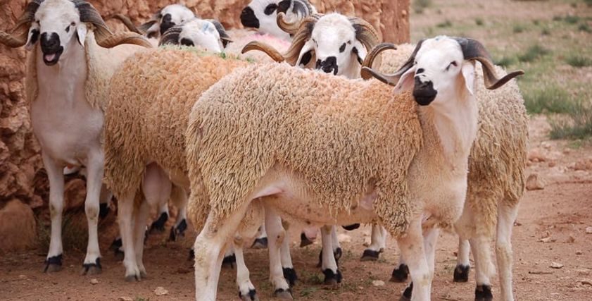 خروف العيد